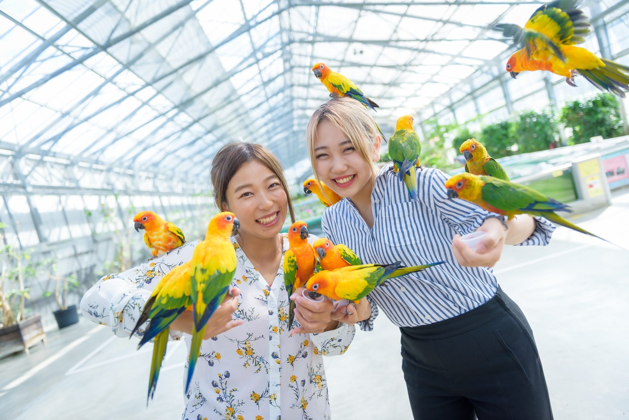 掛川花鳥園 楽天チケットレジャー